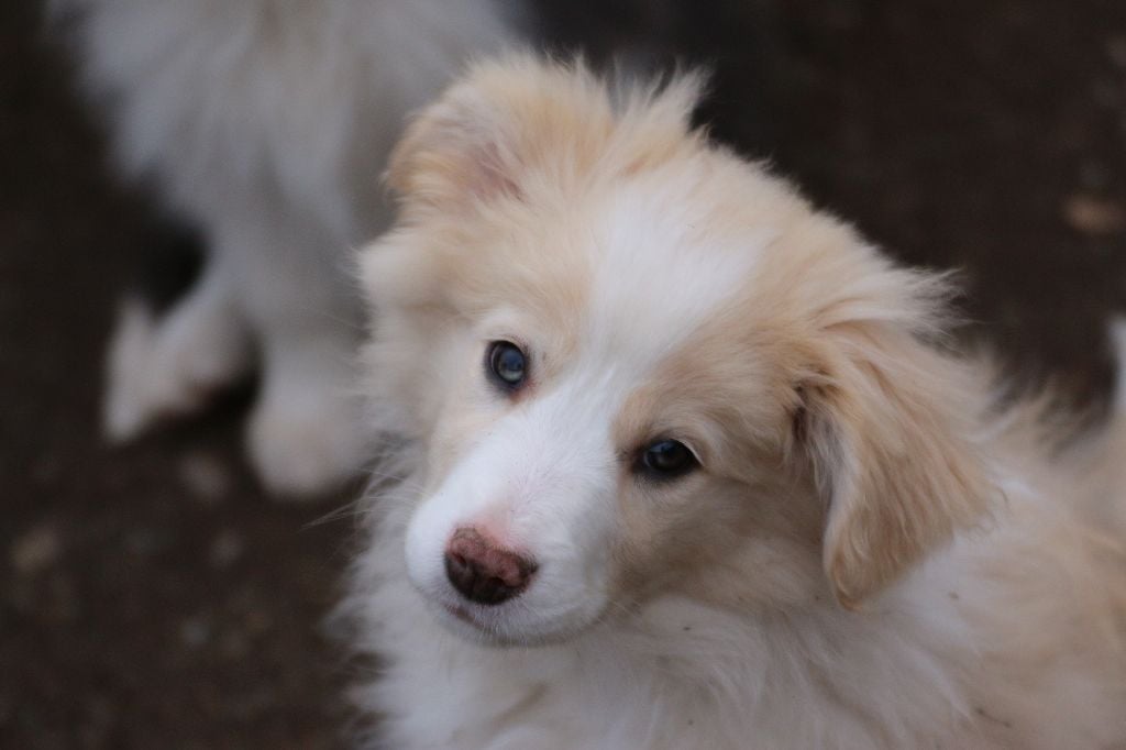 Herds Of Scotland - Chiots disponibles - Border Collie