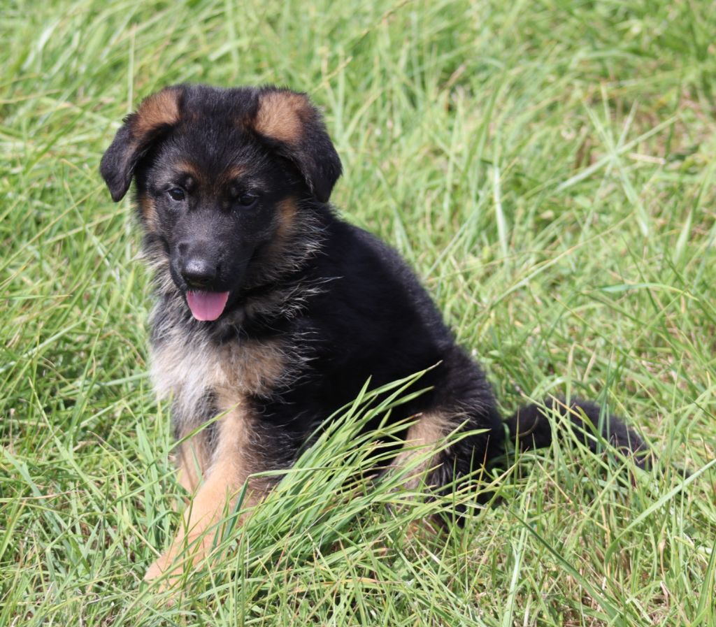 De la Surgère - Chiots disponibles - Berger Allemand