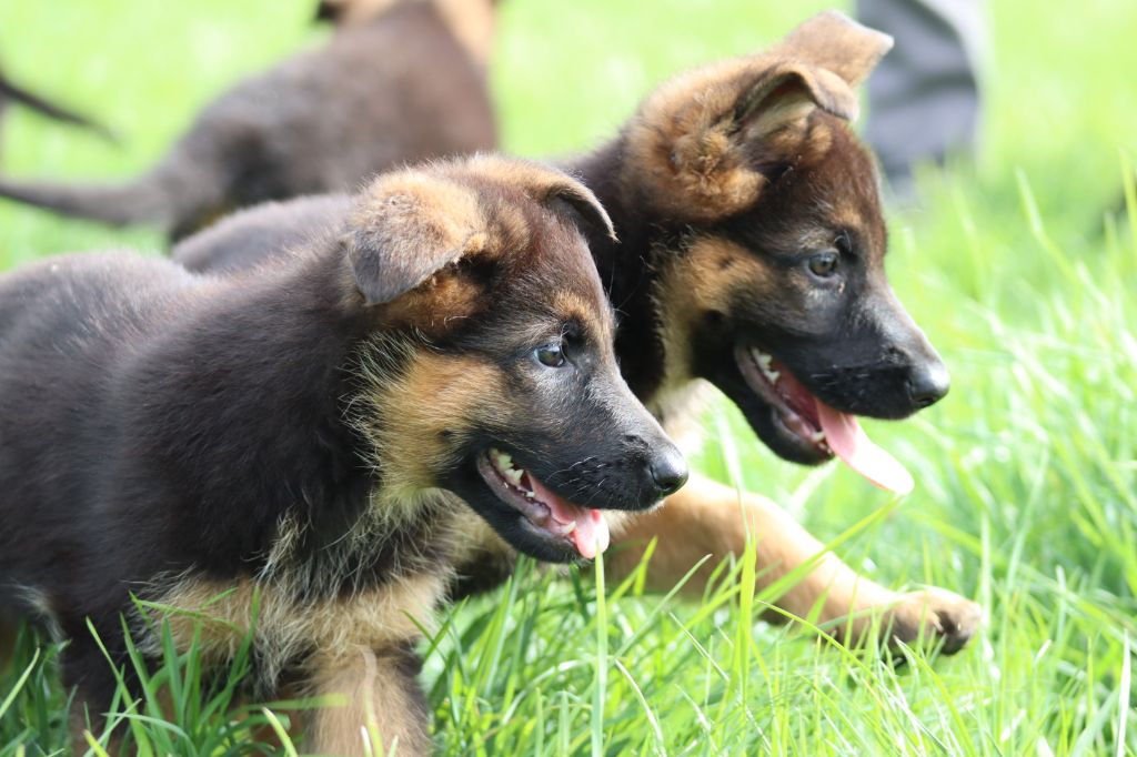 De la Surgère - Chiots disponibles - Berger Allemand