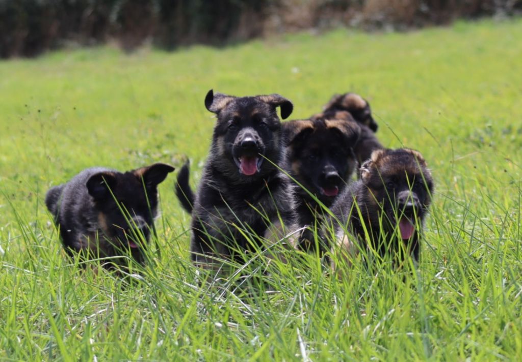 De la Surgère - Chiots disponibles - Berger Allemand