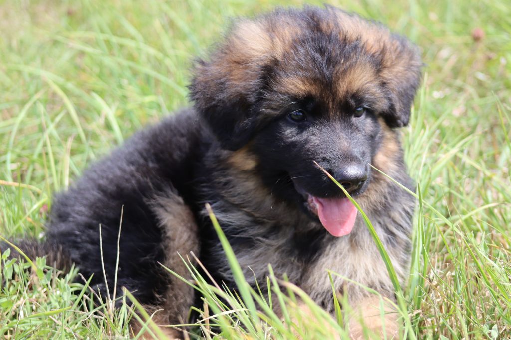 De la Surgère - Chiots disponibles - Berger Allemand