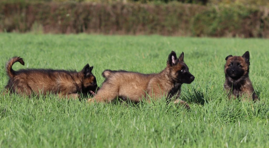 Chiot Berger Belge De la Surgère