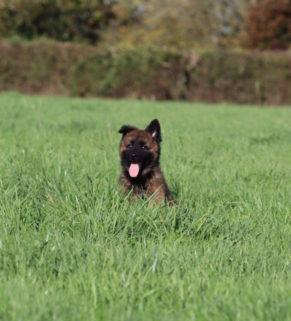 De la Surgère - Chiots disponibles - Berger Belge