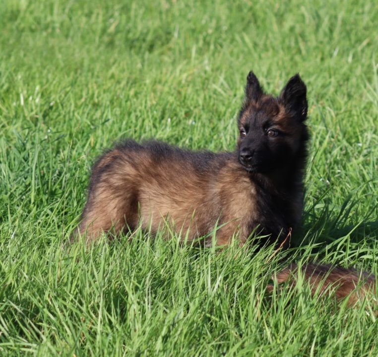 De la Surgère - Chiots disponibles - Berger Belge