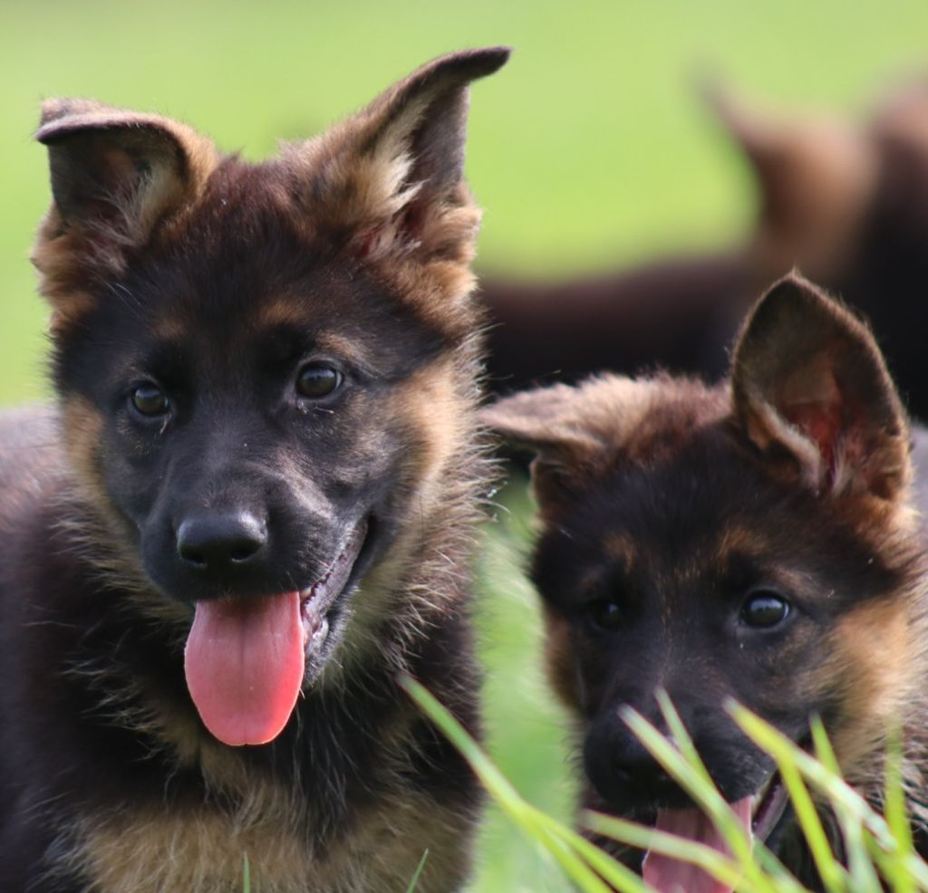 De la Surgère - Chiots disponibles - Berger Allemand