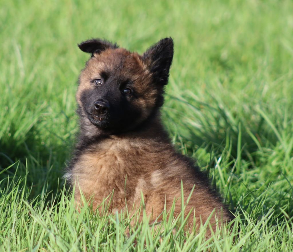 De la Surgère - Chiots disponibles - Berger Belge