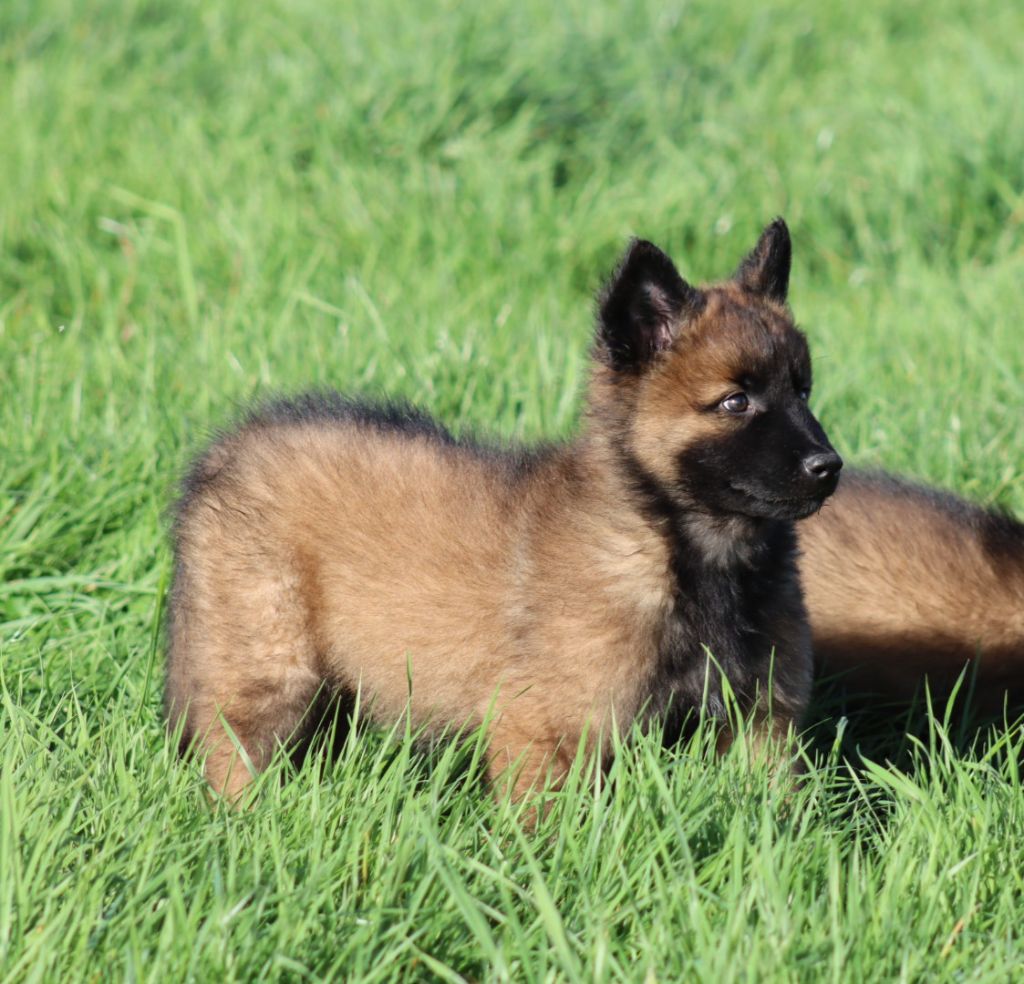 De la Surgère - Chiots disponibles - Berger Belge