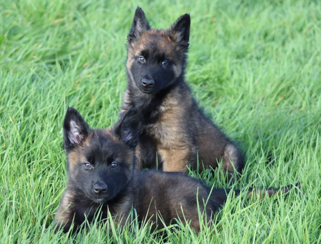 De la Surgère - Chiots disponibles - Berger Belge