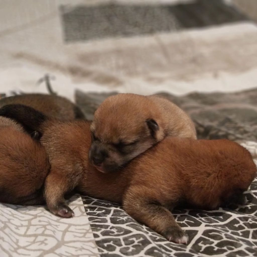 naissance des chiots shaolin x SAKURA