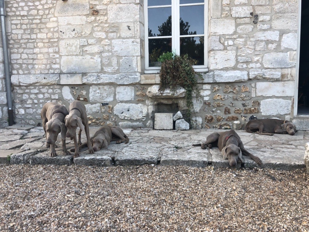 Des Gris De La Garenne - La famille ?