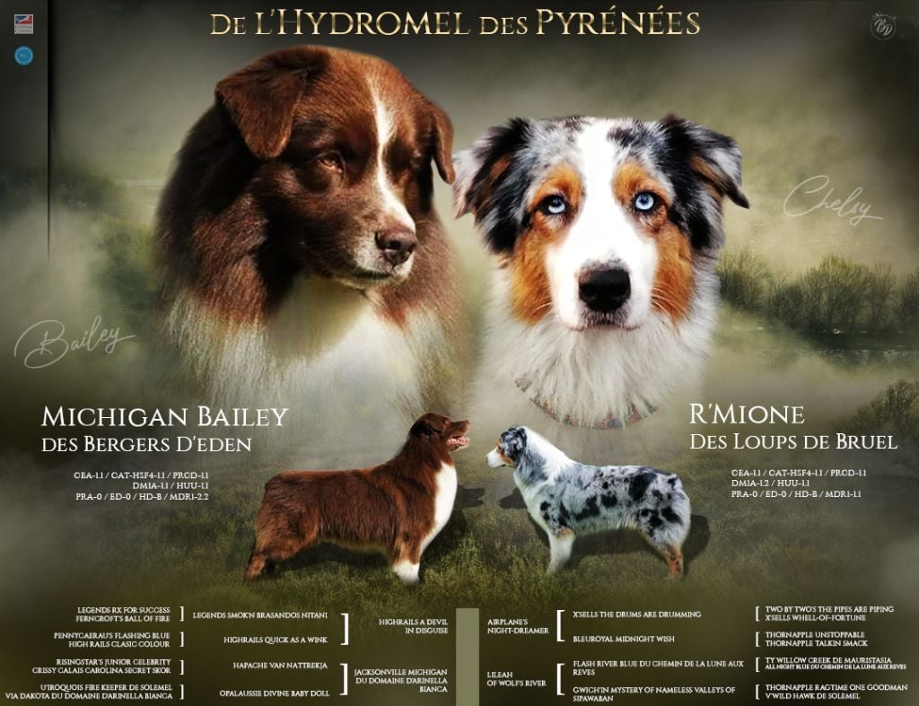 De L'Hydromel Des Pyrénées - Chiots LOF à naître fin Novembre 2023