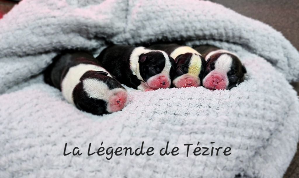 Chiot Boston Terrier De La Légende De Tézire