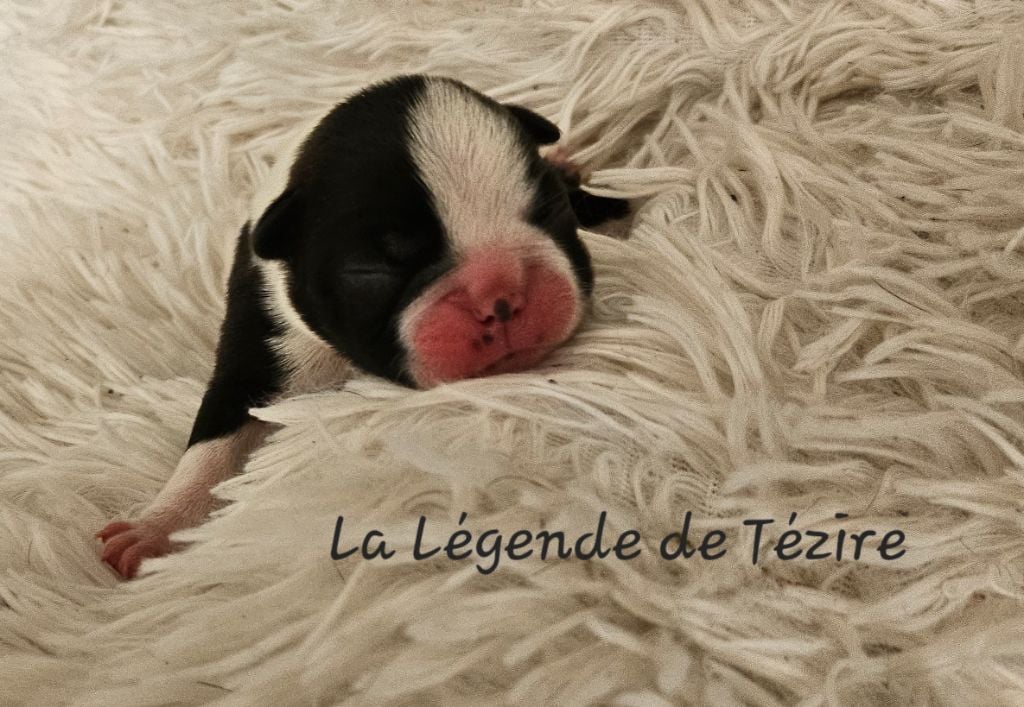 De La Légende De Tézire - Chiots disponibles - Boston Terrier