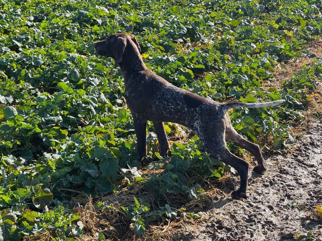 Du Pré Du Chêne Vert - Chiots disponibles - Braque allemand à poil court