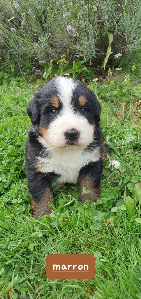 Du Coeur Du Limousin - Chiots disponibles - Bouvier Bernois