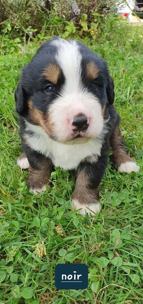 Du Coeur Du Limousin - Chiots disponibles - Bouvier Bernois