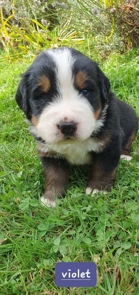 Du Coeur Du Limousin - Chiots disponibles - Bouvier Bernois