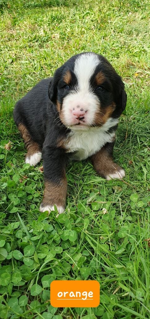 Du Coeur Du Limousin - Chiots disponibles - Bouvier Bernois