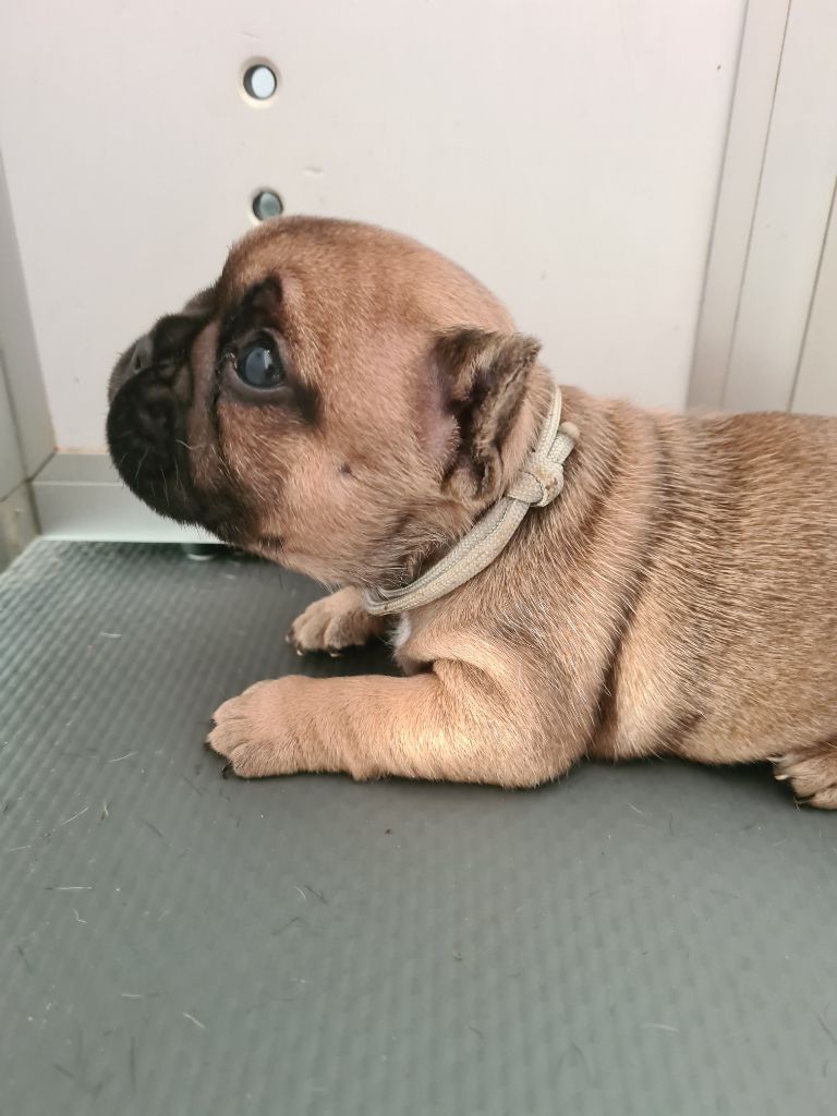 Du Domaine Des Bluteaux - Chiots disponibles - Bouledogue français