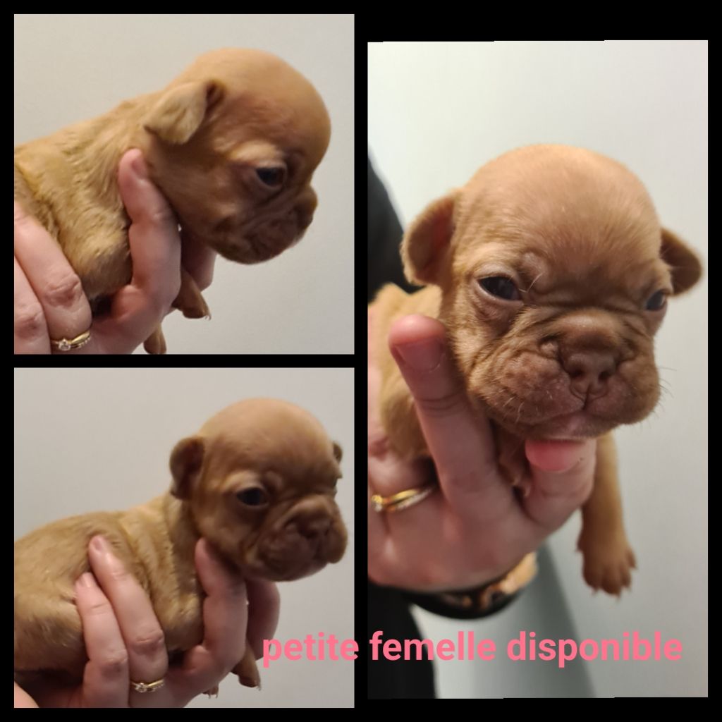 Du Domaine Des Bluteaux - Chiots disponibles - Bouledogue français