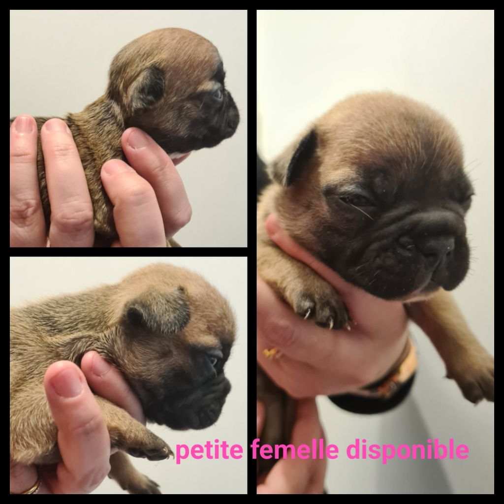 Du Domaine Des Bluteaux - Chiots disponibles - Bouledogue français