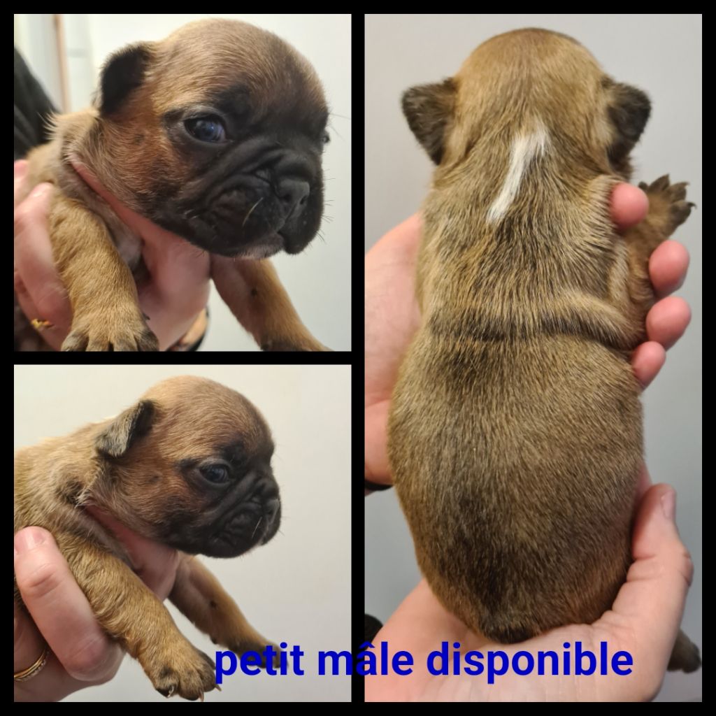 Du Domaine Des Bluteaux - Chiots disponibles - Bouledogue français