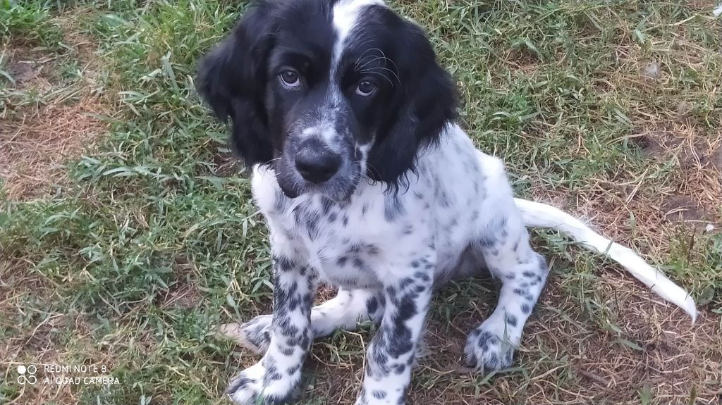 De La Tour Romaine - Setter Anglais - Portée née le 08/06/2021