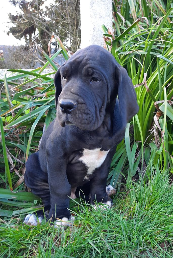 Des Terres De Limermont - Dogue allemand - Portée née le 01/12/2021