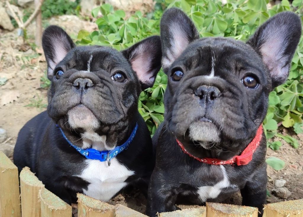 Chiot Bouledogue français Du Monde Des Pixies