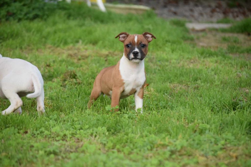 Chiot Staffordshire Bull Terrier Marley Staff's