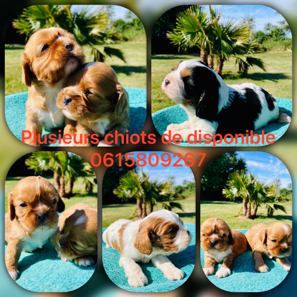 Marc Bertaudeau - Chiot cavalier king Charles 