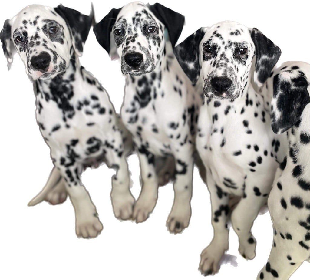 Chiot dalmatiens 