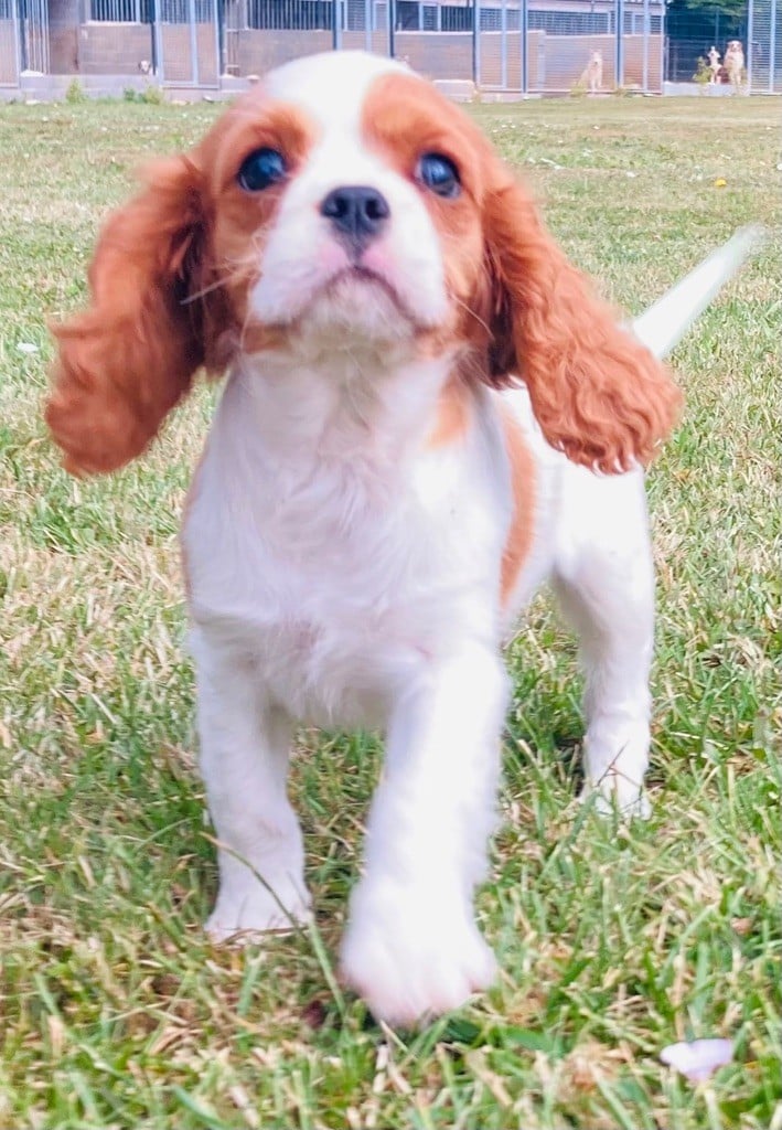 Cavalier mâle disponible de suite 07/08/22