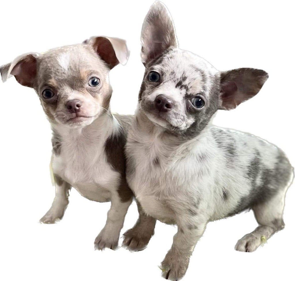 Chiot chihuahua 