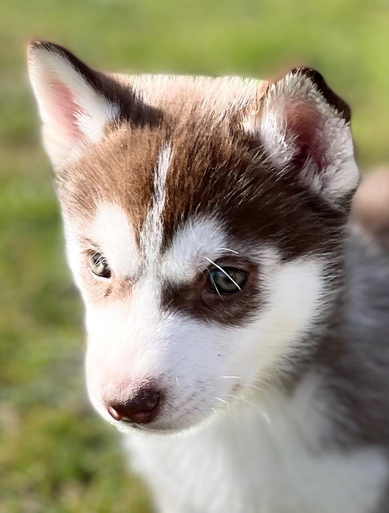 Husky de Sibérie lof disponible 