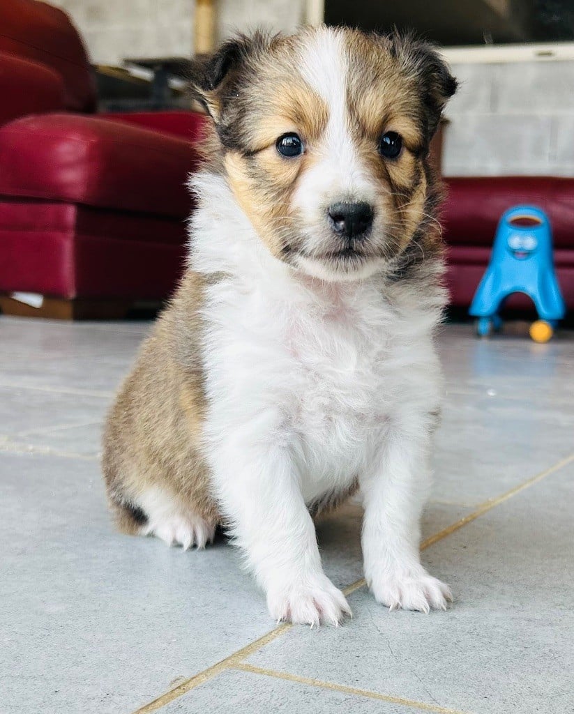 Marc Bertaudeau - Chiots disponibles - Shetland Sheepdog