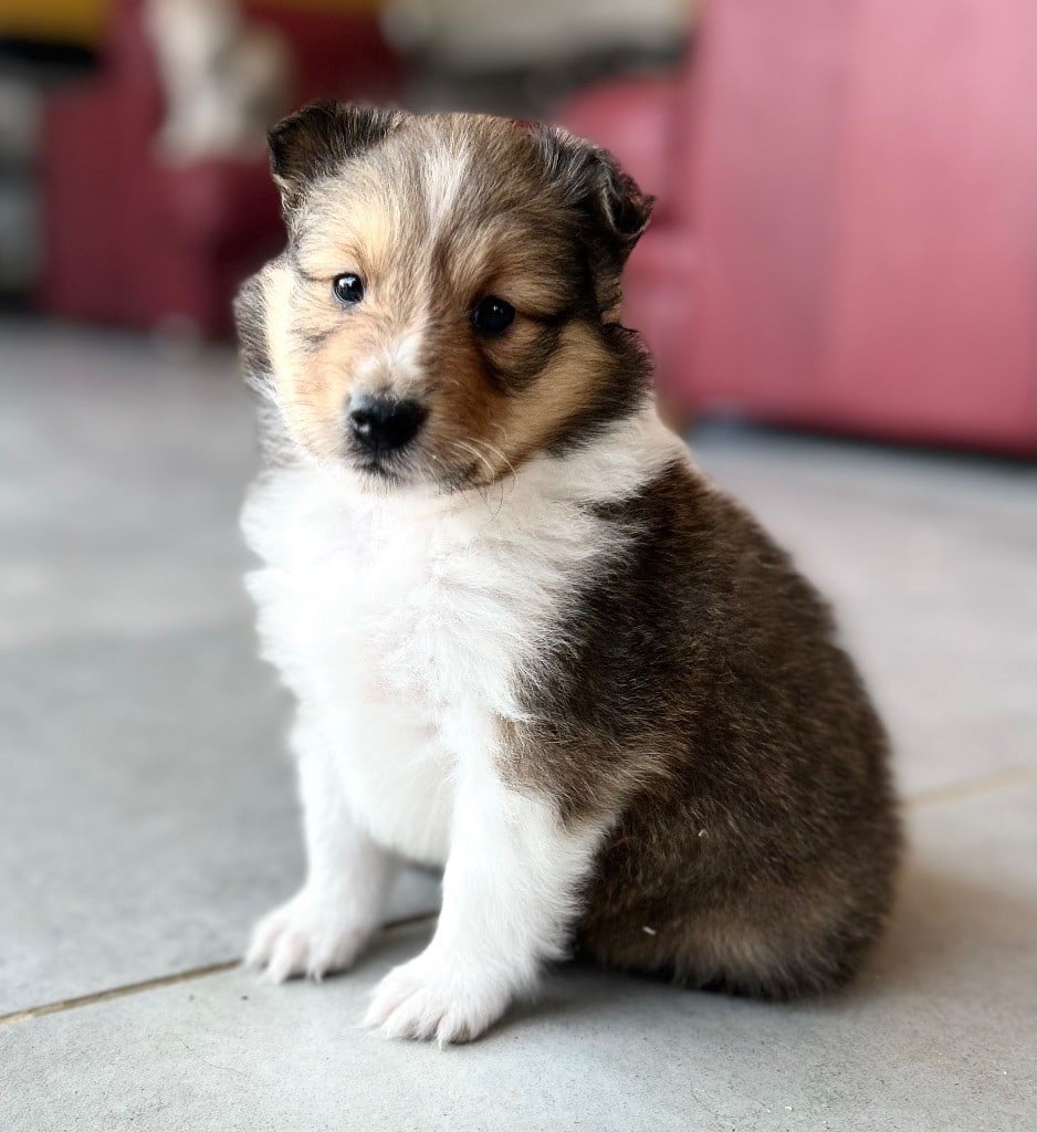 Marc Bertaudeau - Chiots disponibles - Shetland Sheepdog