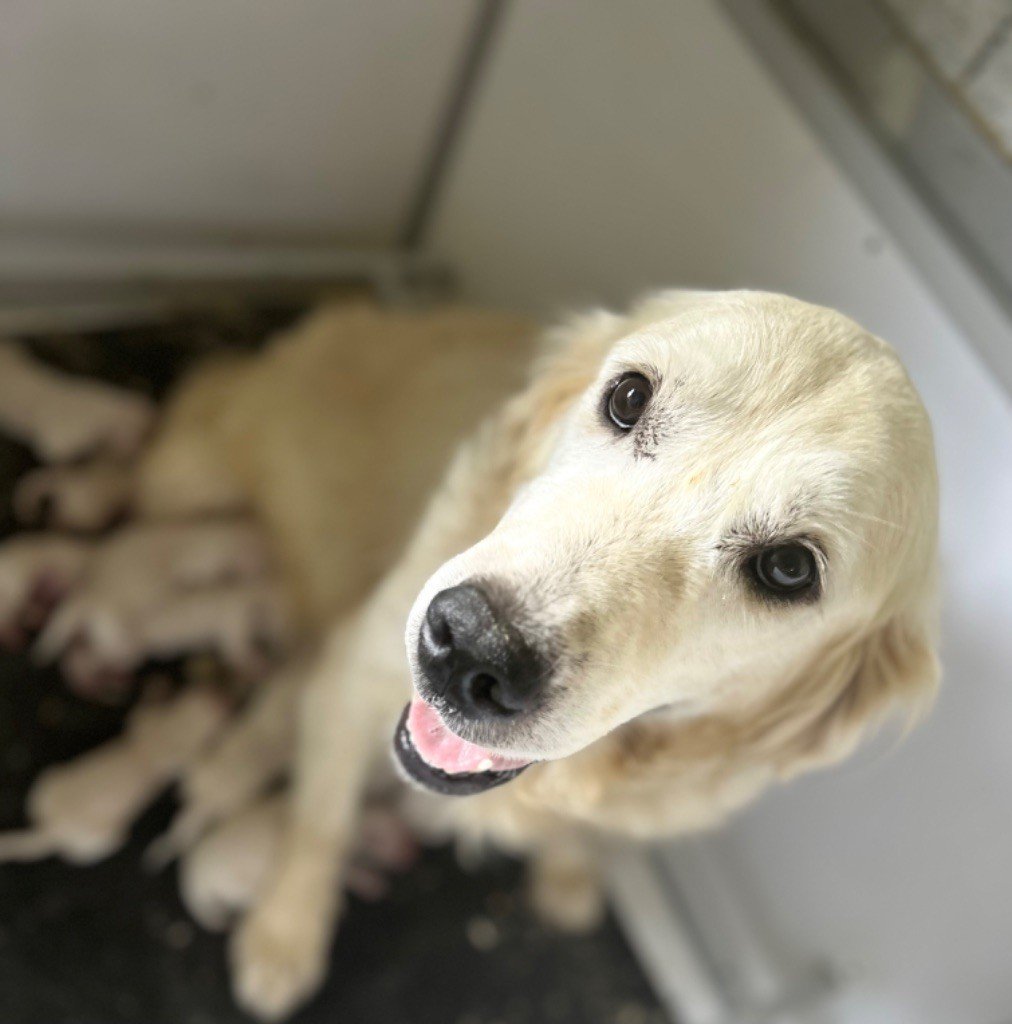 Marc Bertaudeau - Chiots disponibles - Golden Retriever