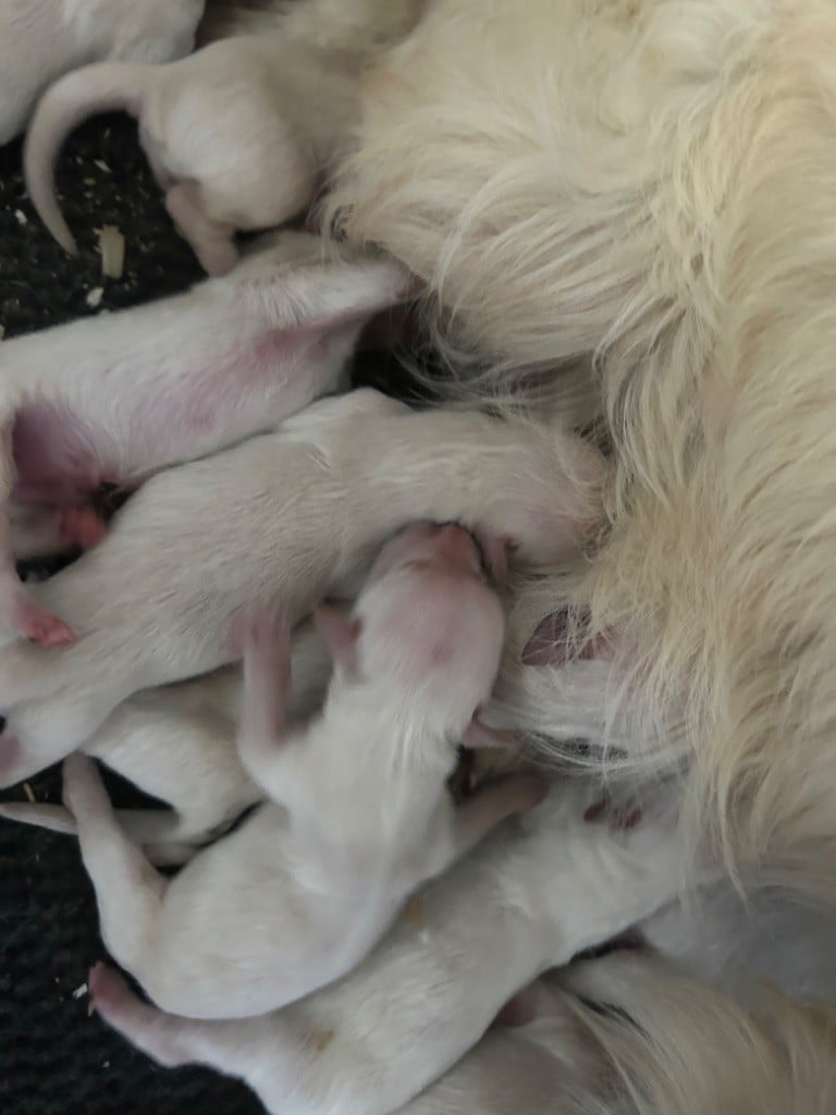 Marc Bertaudeau - Chiots disponibles - Golden Retriever