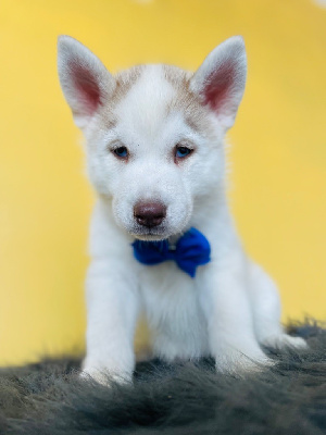 CHIOT Yeux bleu 