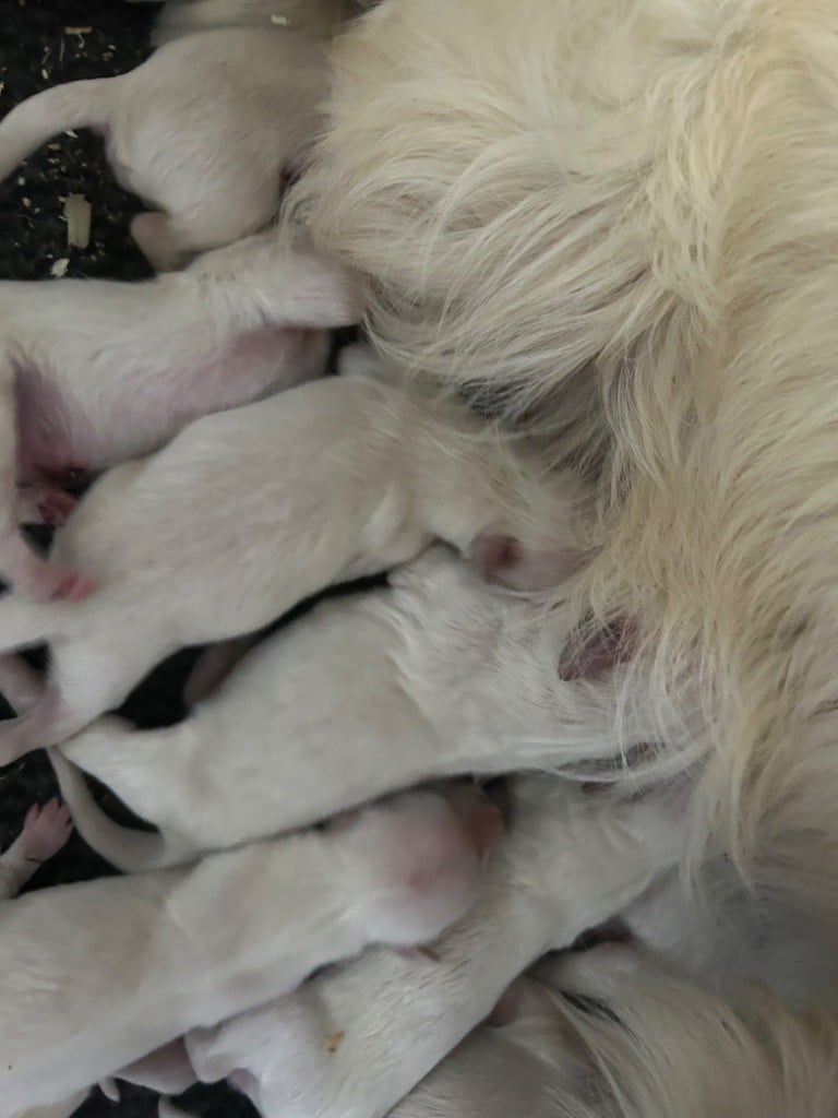 Marc Bertaudeau - Chiots disponibles - Golden Retriever