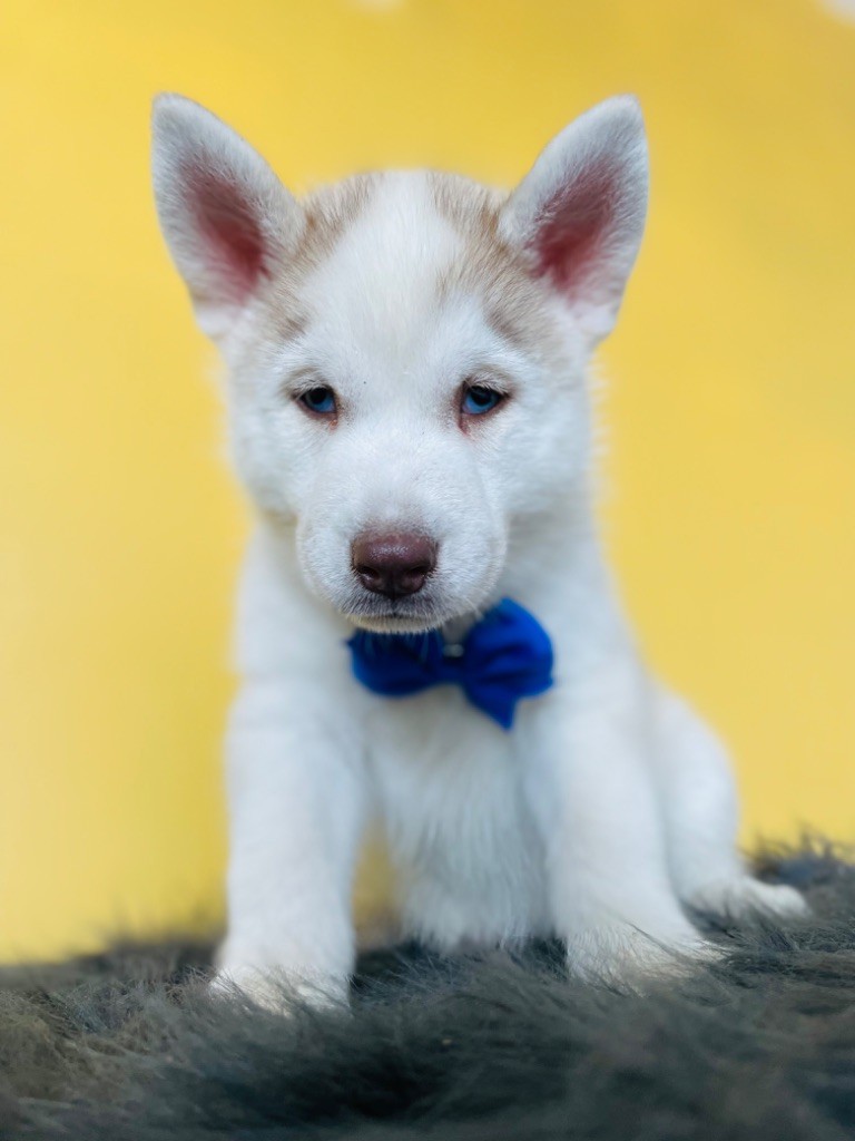 Marc Bertaudeau - Siberian Husky - Portée née le 21/07/2022