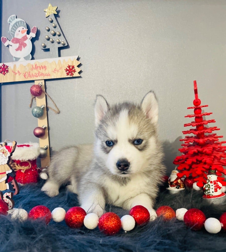 Marc Bertaudeau - Chiots disponibles - Siberian Husky