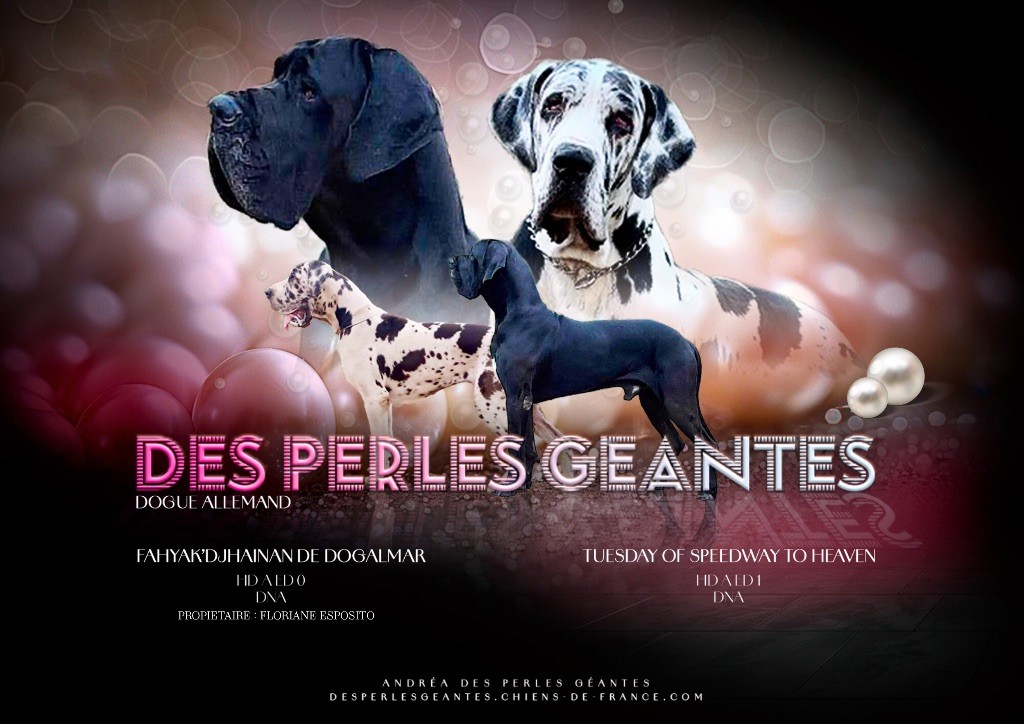 Des Perles Géantes - Dogue allemand - Portée née le 15/10/2024