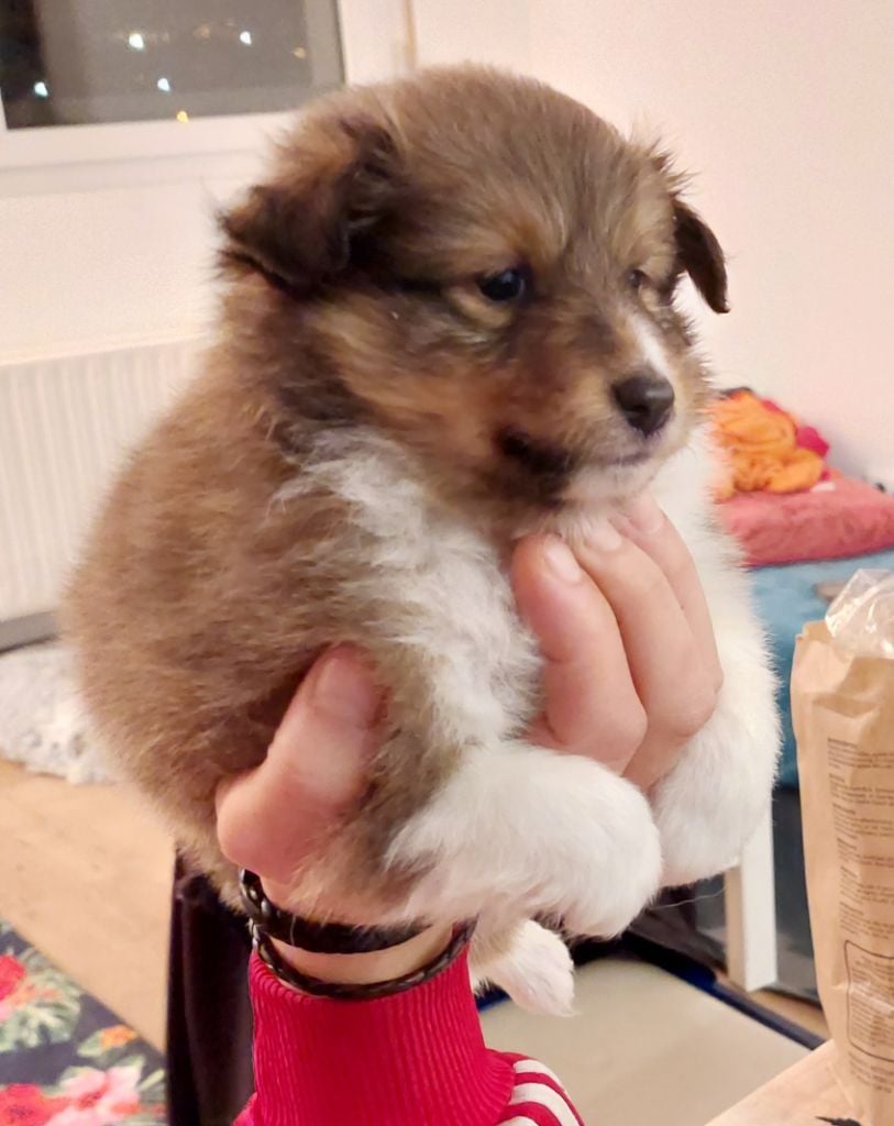 Cardasse Ametsak - Chiots disponibles - Shetland Sheepdog