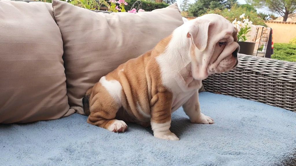 de la Pat Patrouille - Chiots disponibles - Bulldog Anglais