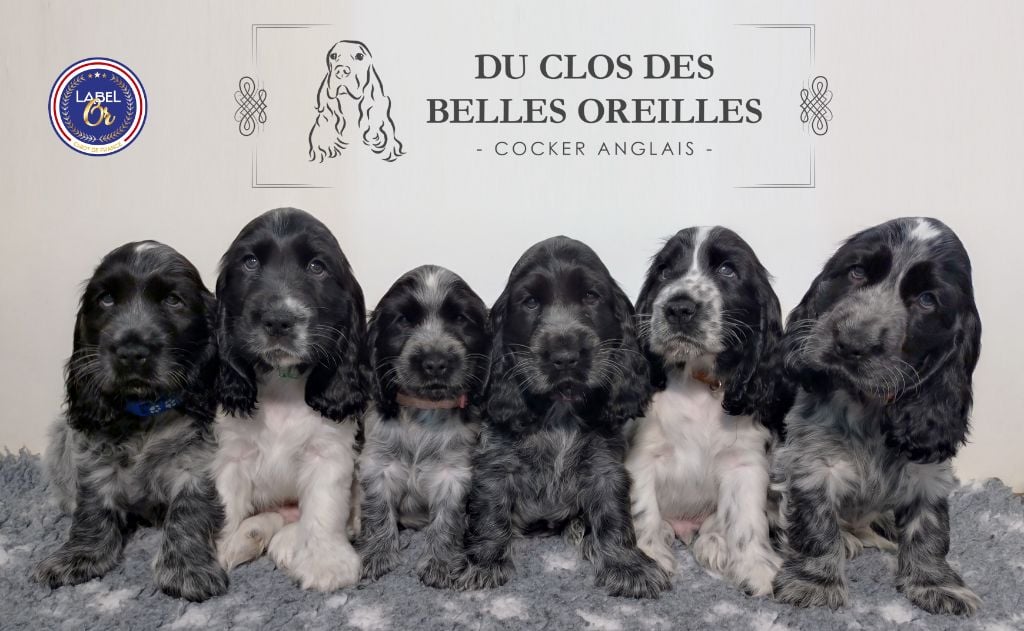 Du Clos Des Belles Oreilles - Cocker Spaniel Anglais - Portée née le 12/10/2024