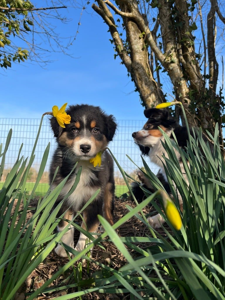 Des Vagues De Tendresse - Chiots disponibles - Berger Australien