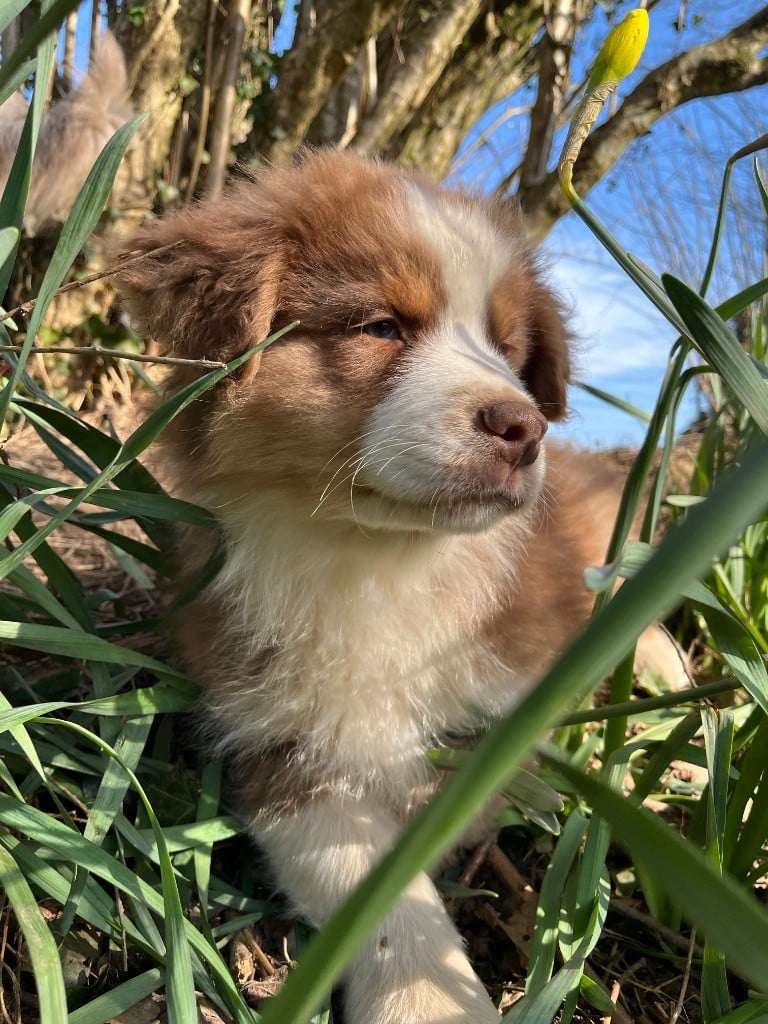 Des Vagues De Tendresse - Chiots disponibles - Berger Australien