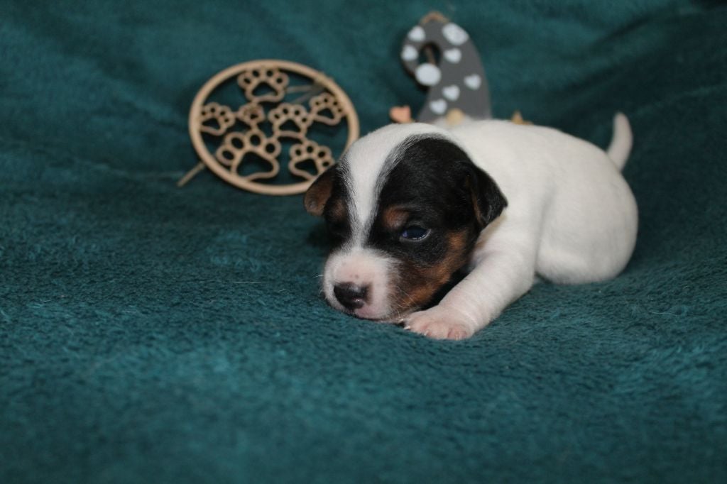 De Sounaya For Glazik - Chiots disponibles - Parson Russell Terrier